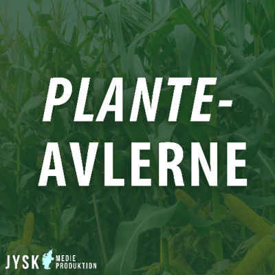 episode Planteavlerne 2025 - E24: Store forskelle på god og dårlig jord i år artwork